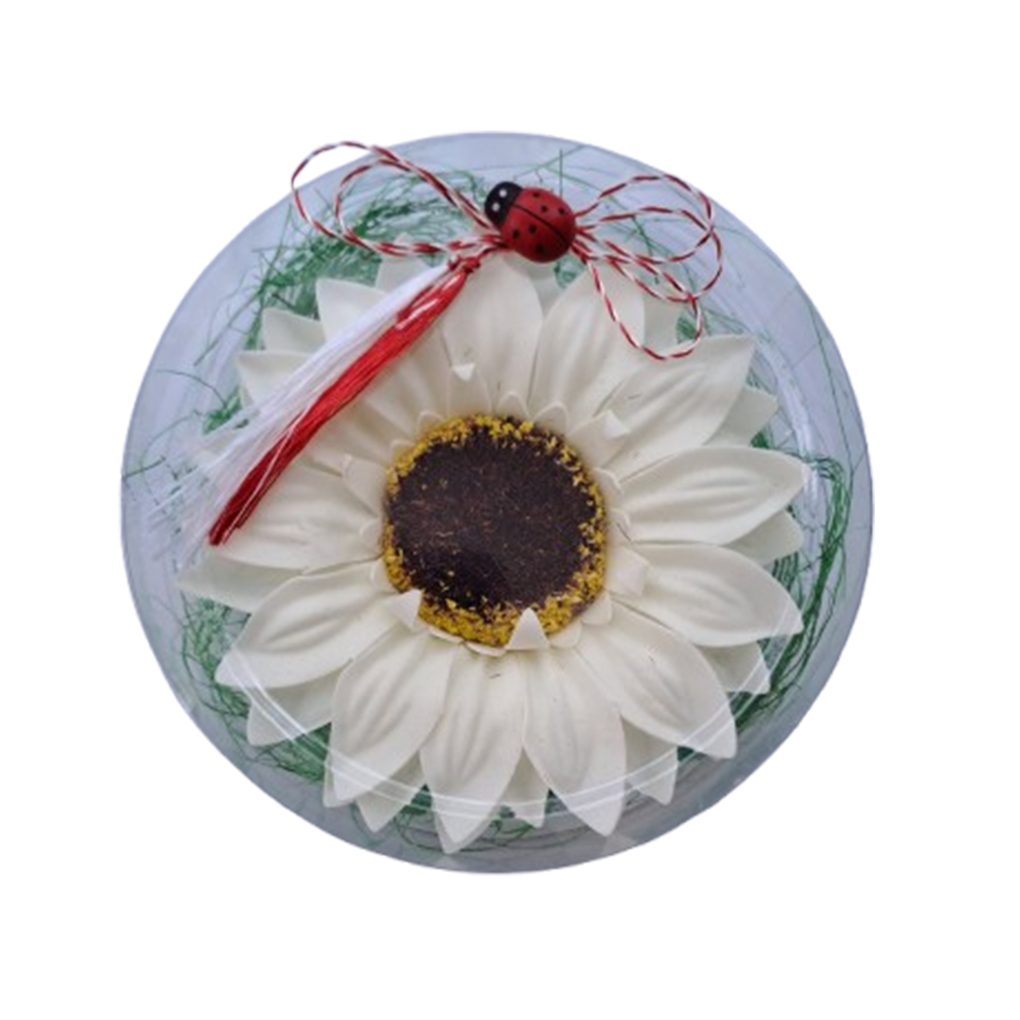 Gerbera crem in cutiuta transparenta - Gerbera in cutiuta