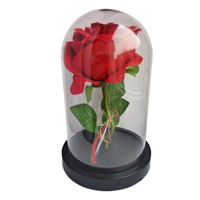 Trandafir rosu de catifea in cupola